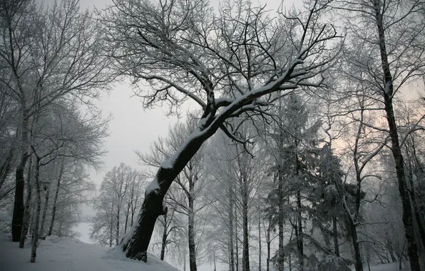 Картинка зима, снег, дерево, серое