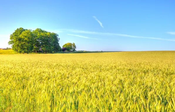 Картинка пшеница, поле, небо, облака, деревья, тень, ферма, поля пшеницы