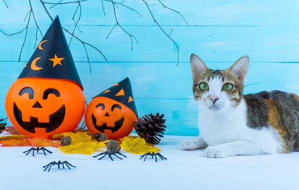 Кошка, кот, взгляд, поза, пауки, тыквы, лежит, Хеллоуин