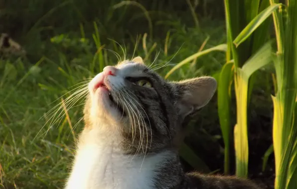 Кот, Cat, Наблюдения, Охота