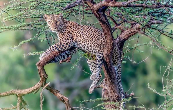 Картинка взгляд, дерево, отдых, леопард, дикая кошка, на дереве