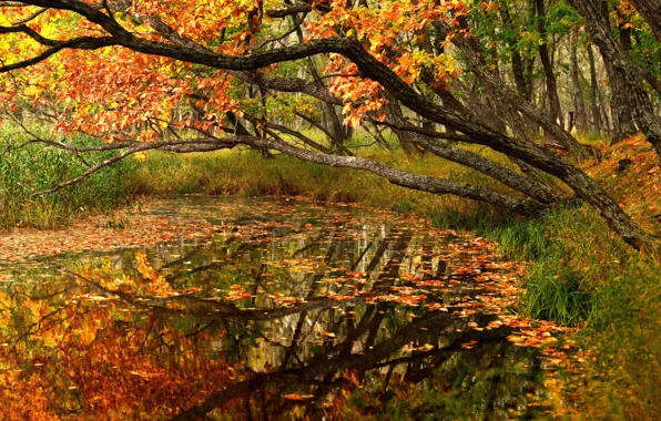 Картинка осень, лес, деревья, пейзаж, природа, пруд, листва, Приморье