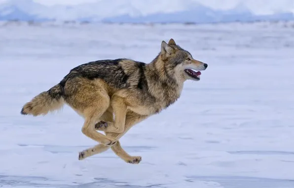 Картинка nature, snow, predator, face, animal, wolf, wildlife, portrait