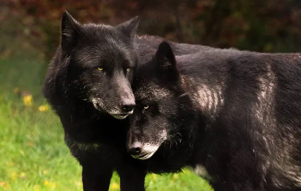 Картинка nature, snow, predator, face, animal, wolf, wildlife, portrait