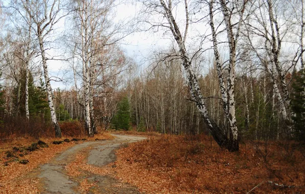 Дорога, Осень, Деревья, Лес, Fall, Листва, Autumn, Forest