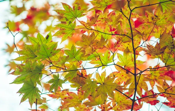 Осень, листья, дерево, colorful, клен, autumn, leaves, maple