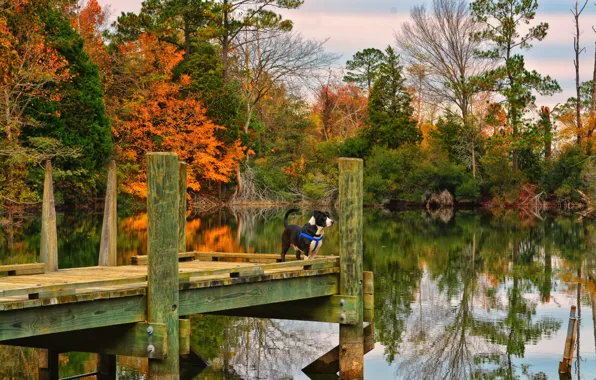 Картинка осень, озеро, собака, Suffolk