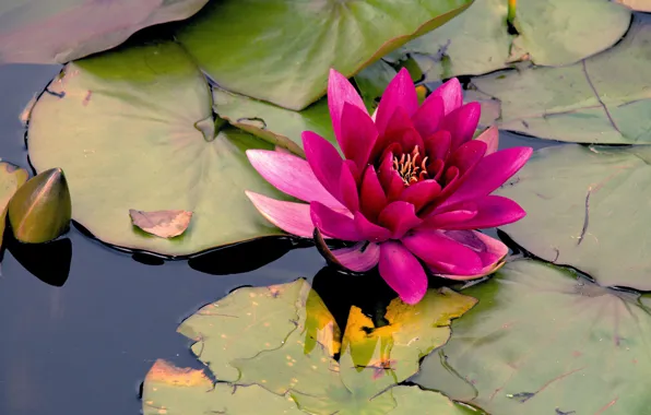 Картинка цветок, листья, вода, озеро, пруд, розовая, кувшинка, водоем