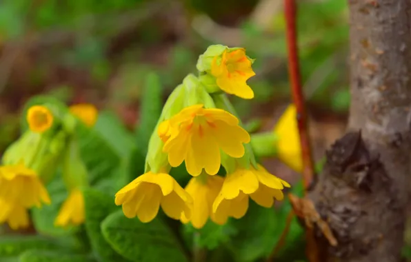 Весна, Spring, Желтые цветы, Yellow flowers