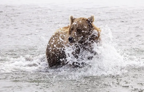 Вода, брызги, медведь