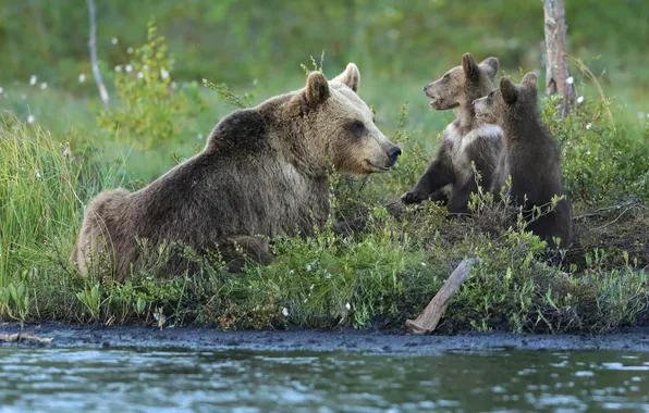 Река, берег, медведь, медведи, малыши, медвежата, трио, кусты