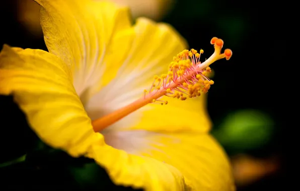 Flower, yellow, flowers, Hawaiian, Hibiscus