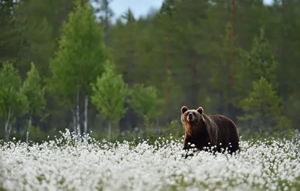 Лес, лето, взгляд, морда, деревья, цветы, природа, поза