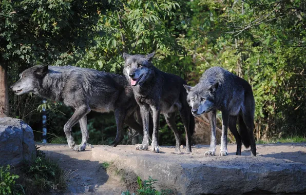 Nature, snow, predator, face, animal, wolf, wolves, wildlife