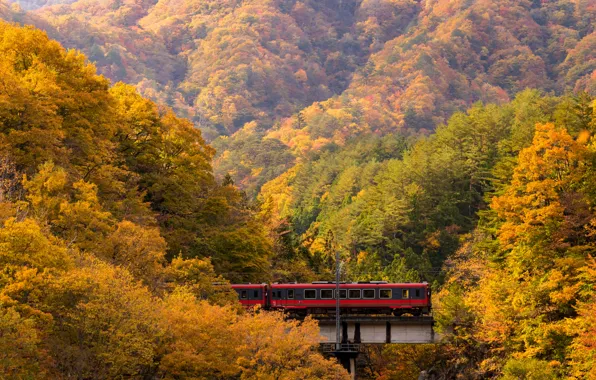 Осень, лес, листья, деревья, парк, colorful, forest, landscape