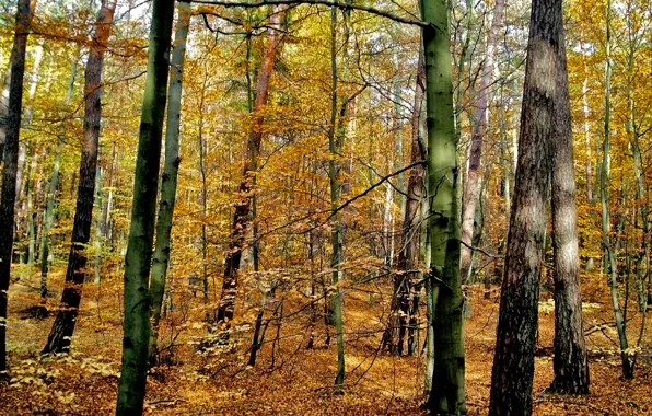 Картинка осень, лес, деревья, Польша, forest, листопад, trees, nature