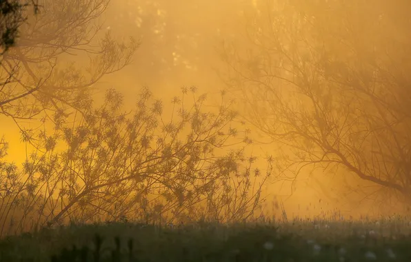 Картинка природа, туман, утро