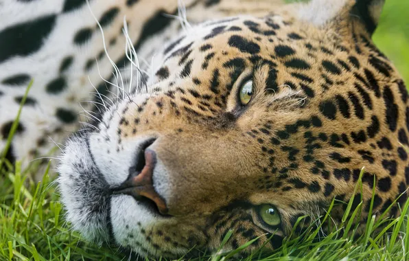 Кошка, трава, морда, ягуар, ©Tambako The Jaguar