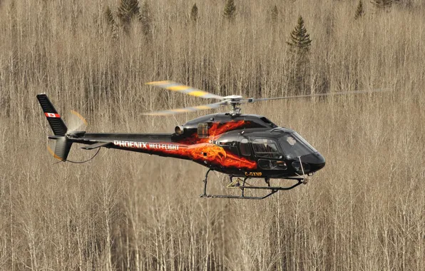 Лес, полет, легкий, вертолет, Eurocopter, AS355 NP