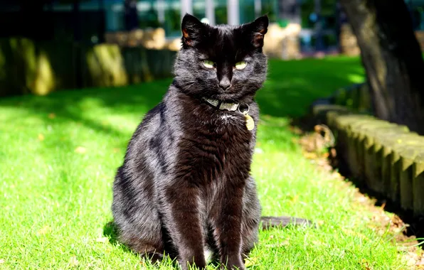 Картинка кот, взгляд, черный, сидит