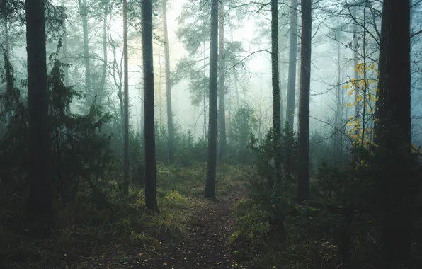 Лес, деревья, природа, туман, тропинка, Центральная Финляндия, Central Finland