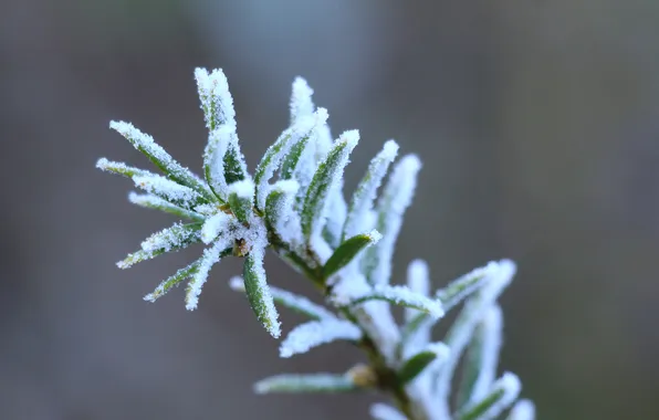 Winter, twig, hoarfrost