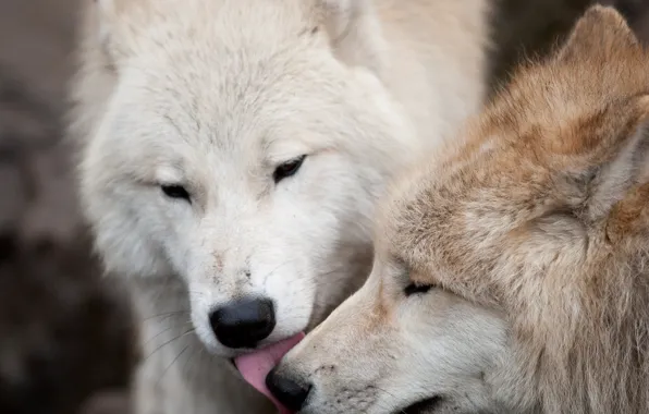 Love, kiss, pair, wolf, predators, two white and brown wolves