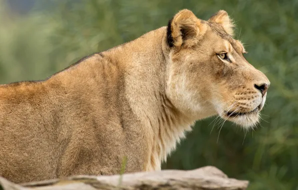 Картинка взгляд, морда, крупный план, природа, фон, портрет, профиль, львица