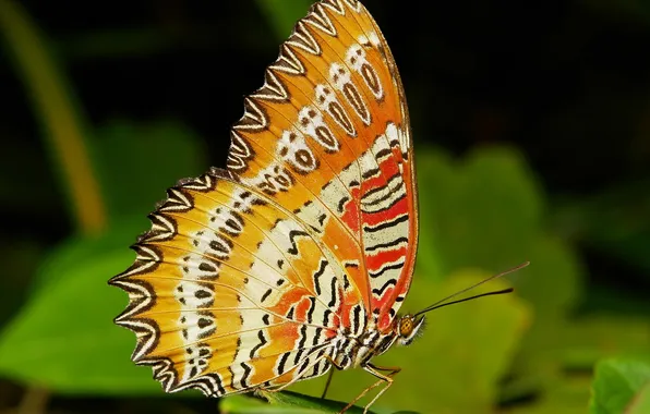 Макро, бабочка, крылья