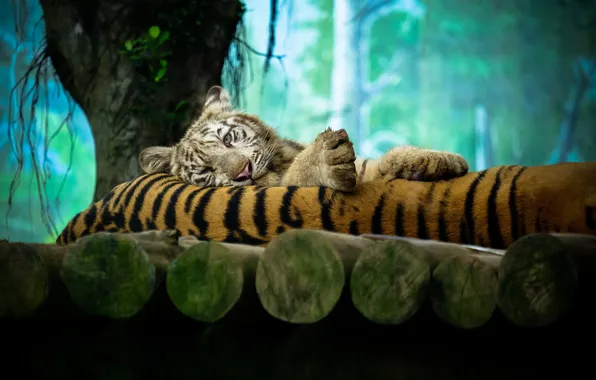 Картинка дерево, отдых, тигры