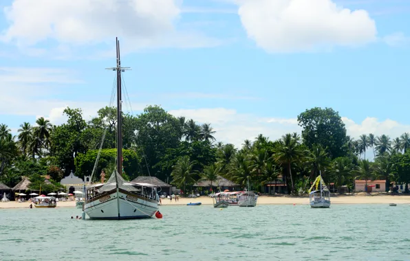 Nature, Brazil, Bahia, South American