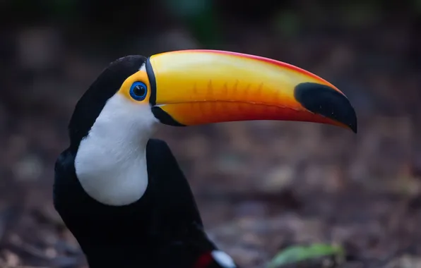 Beautiful, toucan, beak