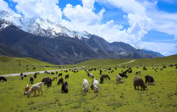 Mountain, Pakistan, goats, Chitral National Park