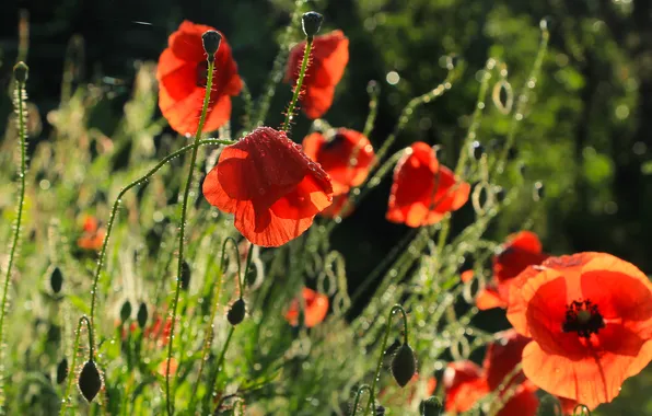 Red, flower, poppy