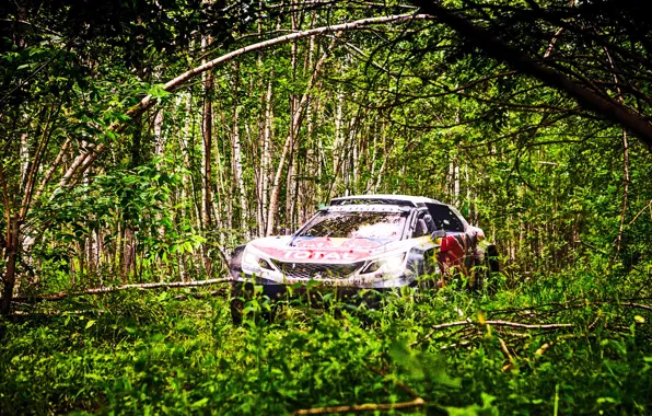 Деревья, Лес, Спорт, Гонка, Peugeot, Фары, Red Bull, Rally