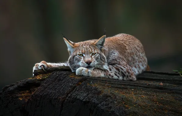 Картинка взгляд, морда, деревья, природа, поза, темный фон, отдых, лапы