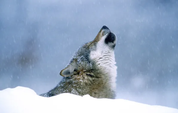 Картинка зима, снег, Волк, воет