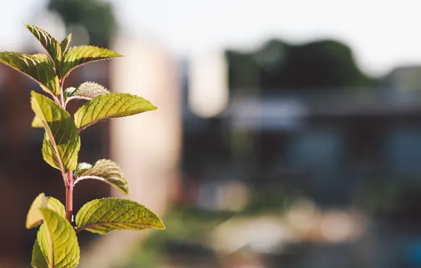 Листья, макро, зеленый