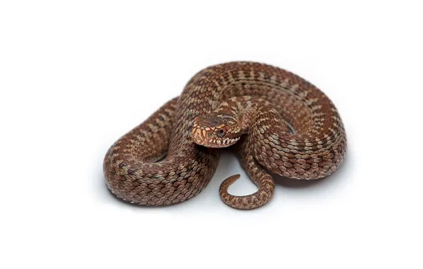 Animals, reptiles, studio shot, one animal, brown and gray snake