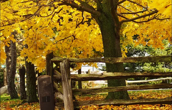 Trees, autumn, leaves, fence, fall, foliage, wood fence, fall colors