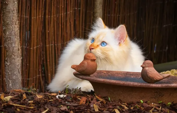 Кошка, кот, взгляд, котенок, забор, портрет, чаша, пушистый