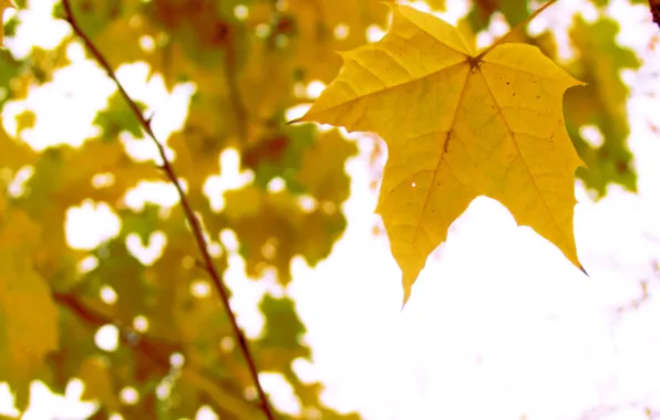 Осень, природа, лист, дерево, желтое
