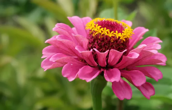 Макро, цветы, flowers, macro, цинния, zinnia, розовый цветок, pink flower