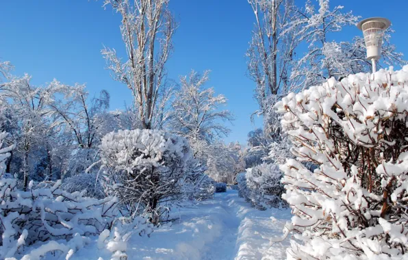 Зима, снег, природа, фото, тропа, фонарь, кусты