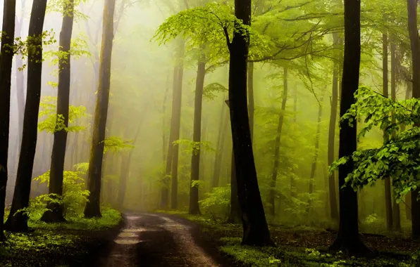 Дорога, лес, листья, солнце, деревья, туман
