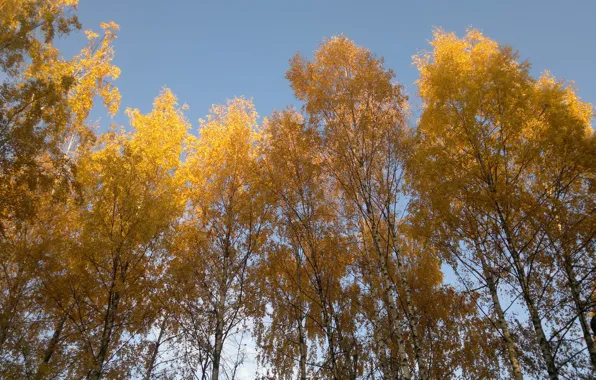 Осень, березы, осенний лес