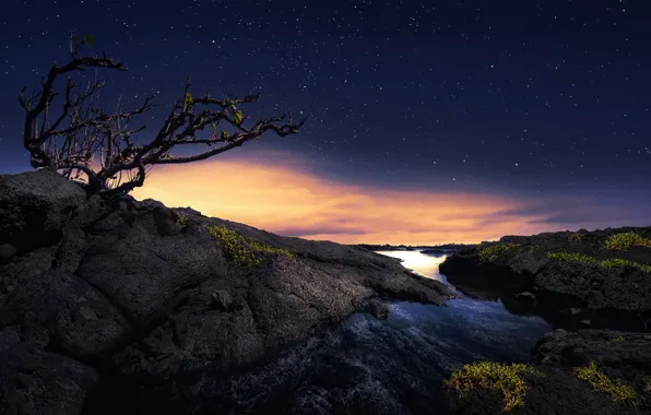 Картинка небо, ночь, дерево
