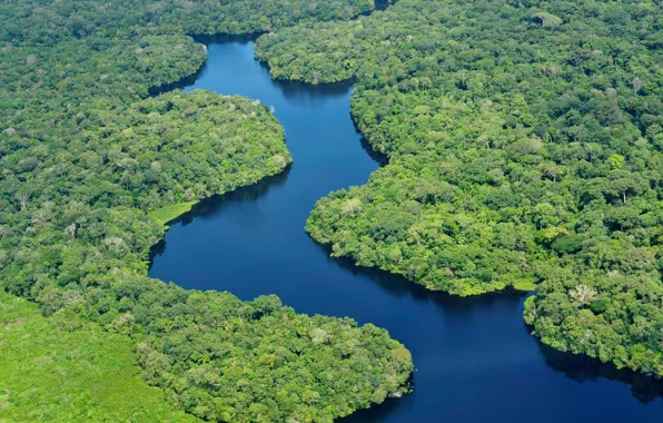 Лес, зеленый, река, green, forest, river, красивый, beautiful