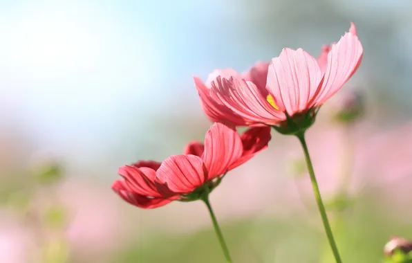 Nature, flowers, cosmos