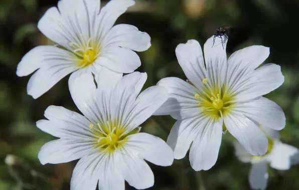White, flower, blooming